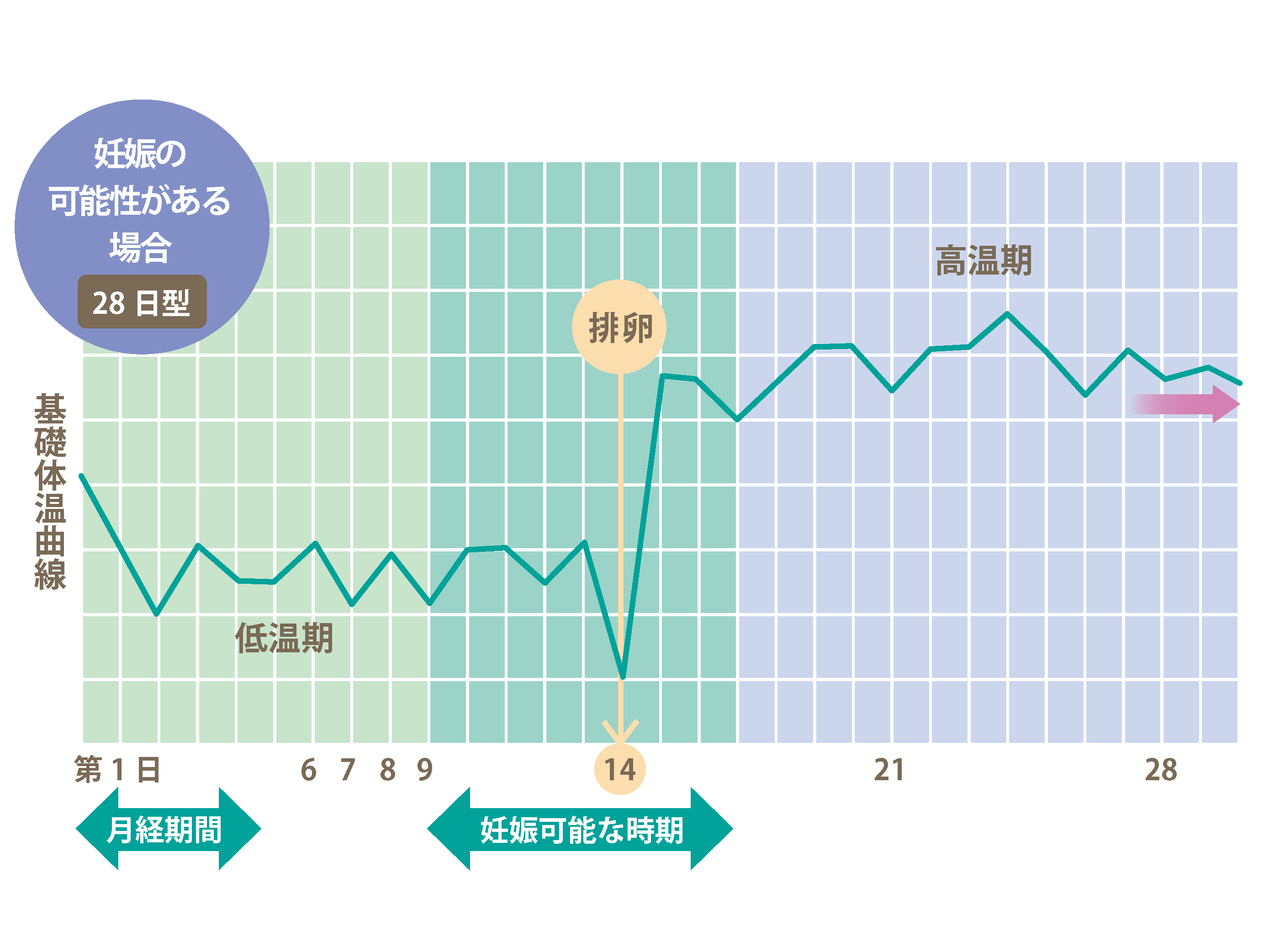 基礎体温表の見方 妊娠の可能性がある場合