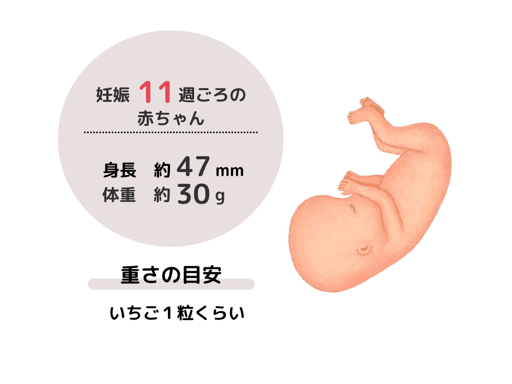 妊娠11週ごろの赤ちゃんの成長は、身長約47mm、体重約30gで、重さの目安はいちご1粒くらいです。
