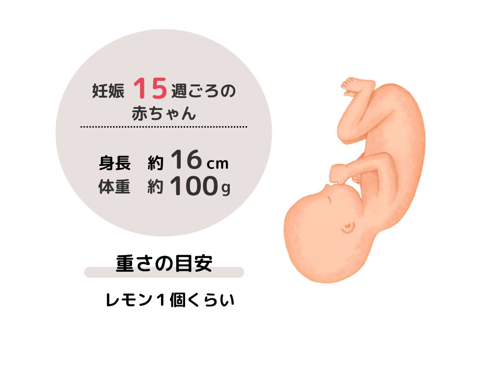 妊娠15週ごろの赤ちゃんの成長は、身長約16cm、体重約100gで、重さの目安はレモン1粒くらいです。