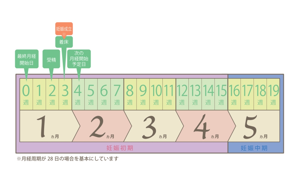 妊娠初期とは、月経開始日から妊娠15週（妊娠4カ月4週）までを指します。