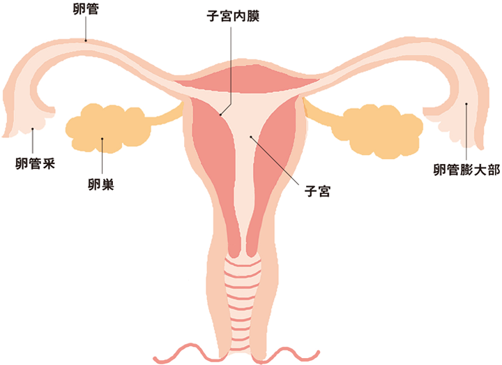 妊娠のしくみ「排卵」とは?