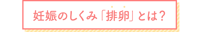 妊娠のしくみ「排卵」とは?