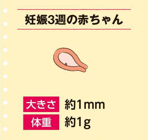 妊娠3週の赤ちゃんの大きさは約1mm、体重は約1ｇ