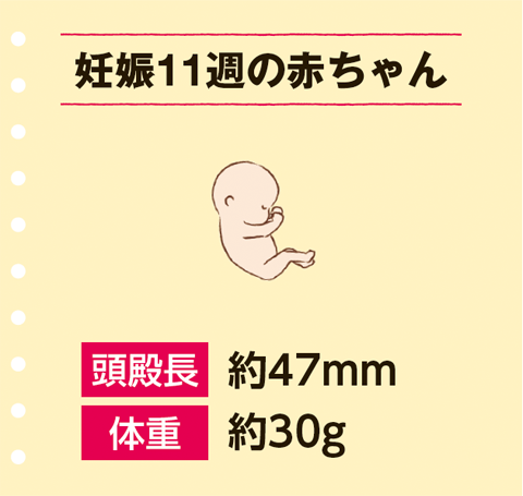 妊娠11週の赤ちゃんの大きさは約47mm、体重は約30ｇ